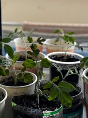 Young tomato plants sprouting in recycled cups by a window, nurtured with soil and natural sunlight indoors.