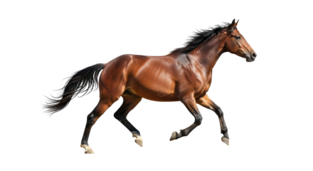 Isolated Running Horse