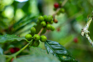 Organic Colombian coffee with farmers picking on the farm. harvesting robusta and arabica coffee berries by farmers hands, worker harvests arabica coffee berries on its branch, harvest concept.