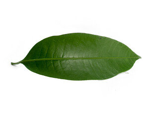 Leaf foliage green blade vein texture chlorophyll nature plant photosynthesis canopy deciduous...