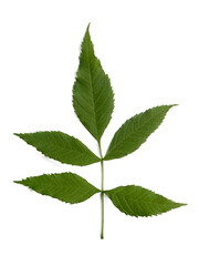 Leaf foliage green blade vein texture chlorophyll nature plant photosynthesis canopy deciduous evergreen shade organic botanical
