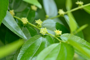Ziziphus jujuba flower in Summer bloom, jujube tree bloom, Chinese date blooming, Red date, Indian jujube, Korean date