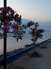 Scenic row of blooming pink oleander trees along a seaside path during sunset, captured on Thassos...