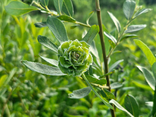 Rabdophaga rosaria, rosette gall on willow