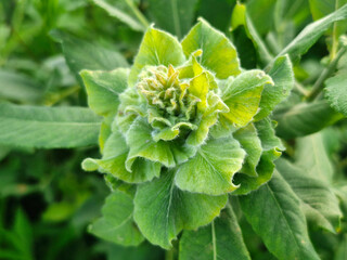 Rabdophaga rosaria, rosette gall on willow