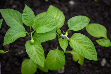 Flower on a pepper plant and a tiny forming pepper with green leaves. 
