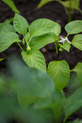 Flower on a pepper plant and a tiny forming pepper with green leaves. 
