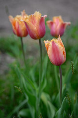 Fototapeta premium Side view of four tulips with a pink hue and fringed petal edges in a row. 