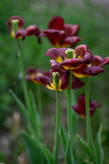 Side view of fading tulips with brown-edged petals and yellow centers. 
