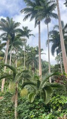Obraz premium Forest garden 