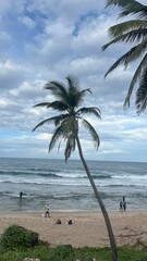 palm trees on the beach