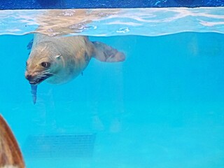 I thought NIXE Marine Park in Hokkaido was just an aquarium, but it had more marine life than I expected. It was my first aquarium visit in Japan, and getting so close to the sea creatures  impressed  © YIJYUN