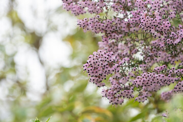 淡いピンクのエリカの花が咲き誇る春の風景