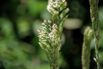 close up of a plant cone