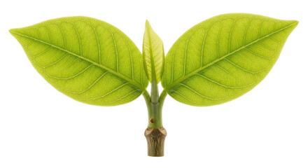 Isolated Green Leafs