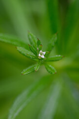 Tiny white flower of cleavers (Galium aparine) on the plant with green leaves outdoors. 
