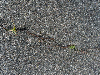 Close-up of a cracked asphalt surface with small green grass sprouting from the crack