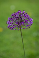 Purple ornamental allium flower in close-up outdoors with a blurred green background. 
