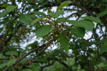 Faded cherry blossoms and green unripe fruits on a twig in close-up. 
