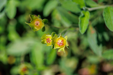 close up flower buds 