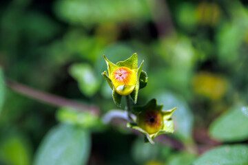 close up red and yellow flower in the green background