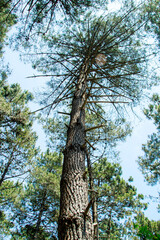 Fototapeta premium selective shot trees in the forest