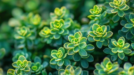 A close-up of a green succulent plant with yellow edges, set against a blurred green background.