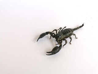 Black scorpion on white background isolated close-up