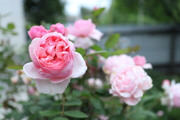 Delicate pink roses showcase their layered petals amidst lush green foliage. The scene reflects the vibrancy of spring, with soft sunlight enhancing the floral beauty.