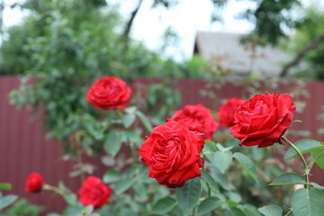 Vibrant red roses flourish in a well-kept garden on a warm summer afternoon, surrounded by green...