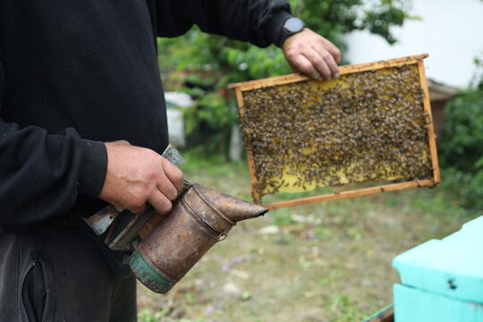 A beekeeper examines a honeycomb frame filled with bees while holding a smoker in a lush green apiary. The activity showcases the intricate work involved in beekeeping. - Powered by Adobe