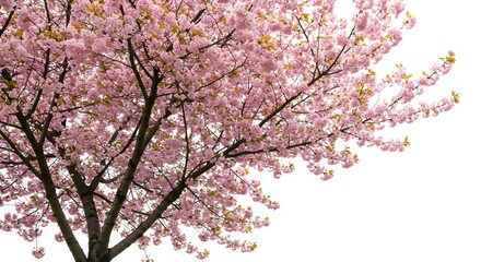 Fototapeta premium Cherry blossom, Cherry blossoms, Sakura, Pink Cherry Blossom Tree Isolated on White