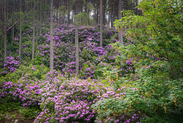 A summer HDR image of Rhododendrons and Caledonian Pine Forest, Coire Roille, Torridon, Wester Ross, Highlands of Scotland, UK. 