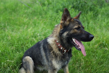 A dog sits in a vibrant green field, panting with its tongue out. Its fur is a mix of brown and black, and it wears a collar with spikes. The sun shines brightly, creating a warm atmosphere.