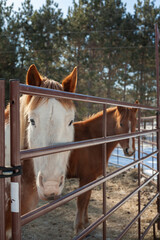 Horses standing in a paddock on a sunny winter day