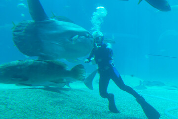 Scuba diver swimming with sunfish