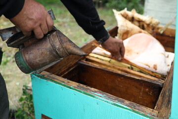 A beekeeper opens a wooden hive while holding a smoker, ready to collect honey. The lush garden...