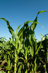 Close view of corn in the Wisconsin corn field in summer