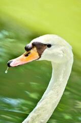 Close-up of a white swan’s head with water droplets, captured against a soft green background.