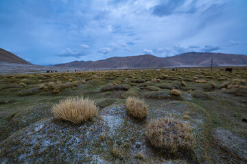 A wide-angle view of a highland grassland with scattered dry tufts of grass under a moody, overcast...