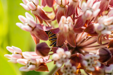 Monarch caterpillar starting to feed on the milkweed plant, hidden within the flowers within within Pike Lake Unit, Kettle Moraine State Forest, Hartford, Wisconsin in July
