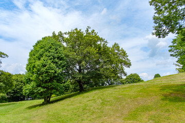 緩やかな丘に立つ木々と青空の風景