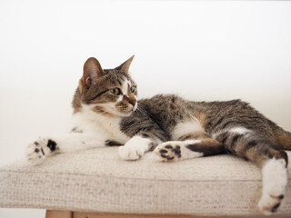椅子の上でくつろぐ猫