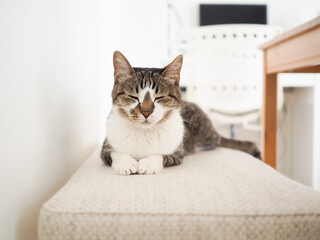 椅子の上でくつろぐ猫