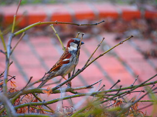 petit oiseau dans des branches