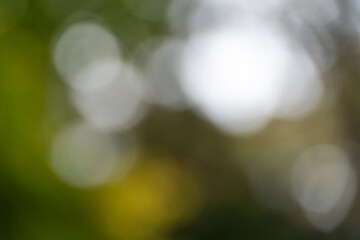 Obraz premium 緑と光が織りなす抽象的なボケの背景