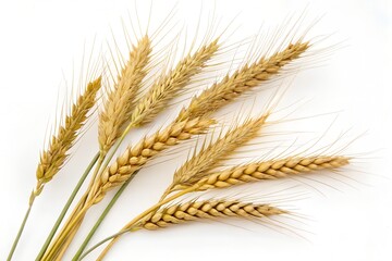 ears of wheat