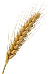 wheat ear isolated on white