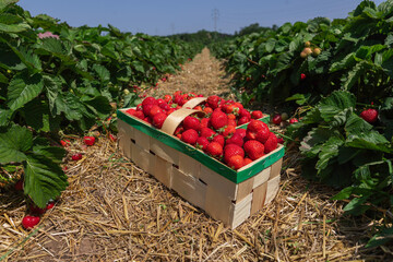 Strawberries in a wooden container surrounded by vibrant strawberry plants under blue sky, ideal...