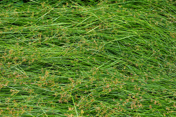 Lush Green Wild Grass Natural Texture